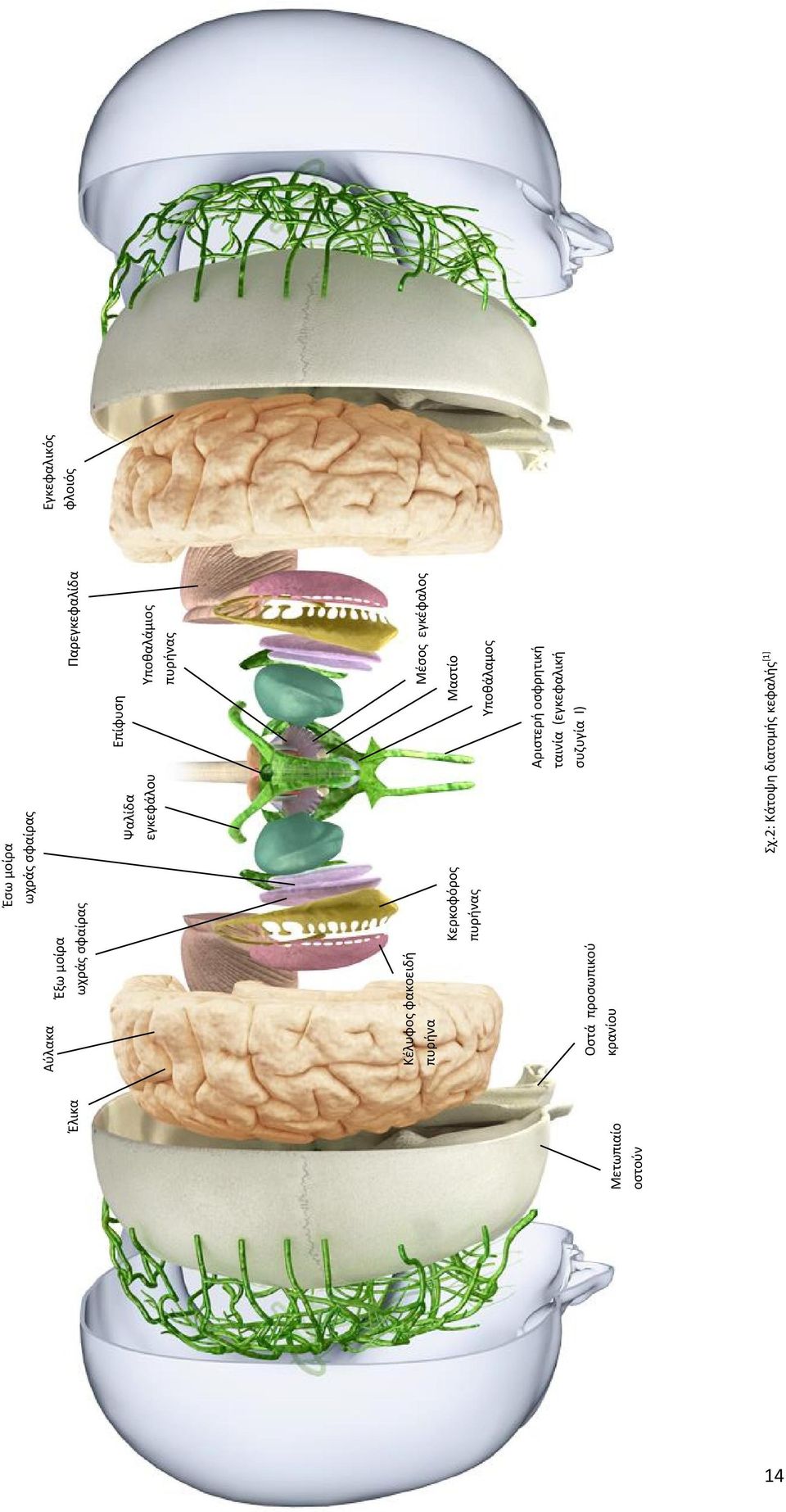 Κερκοφόρος πυρήνας Μέσος εγκέφαλος Μαστίο Υποθάλαμος Οστά προσωπικού κρανίου Αριστερή