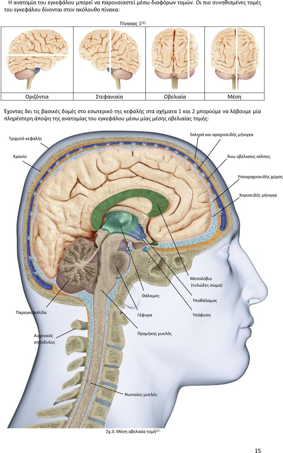 εσωτερικό της κεφαλής στα σχήματα 1 και 2 μπορούμε να λάβουμε μία πληρέστερη άποψη της ανατομίας του εγκεφάλου μέσω μίας μέσης οβελιαίας τομής: Τριχωτό κεφαλής