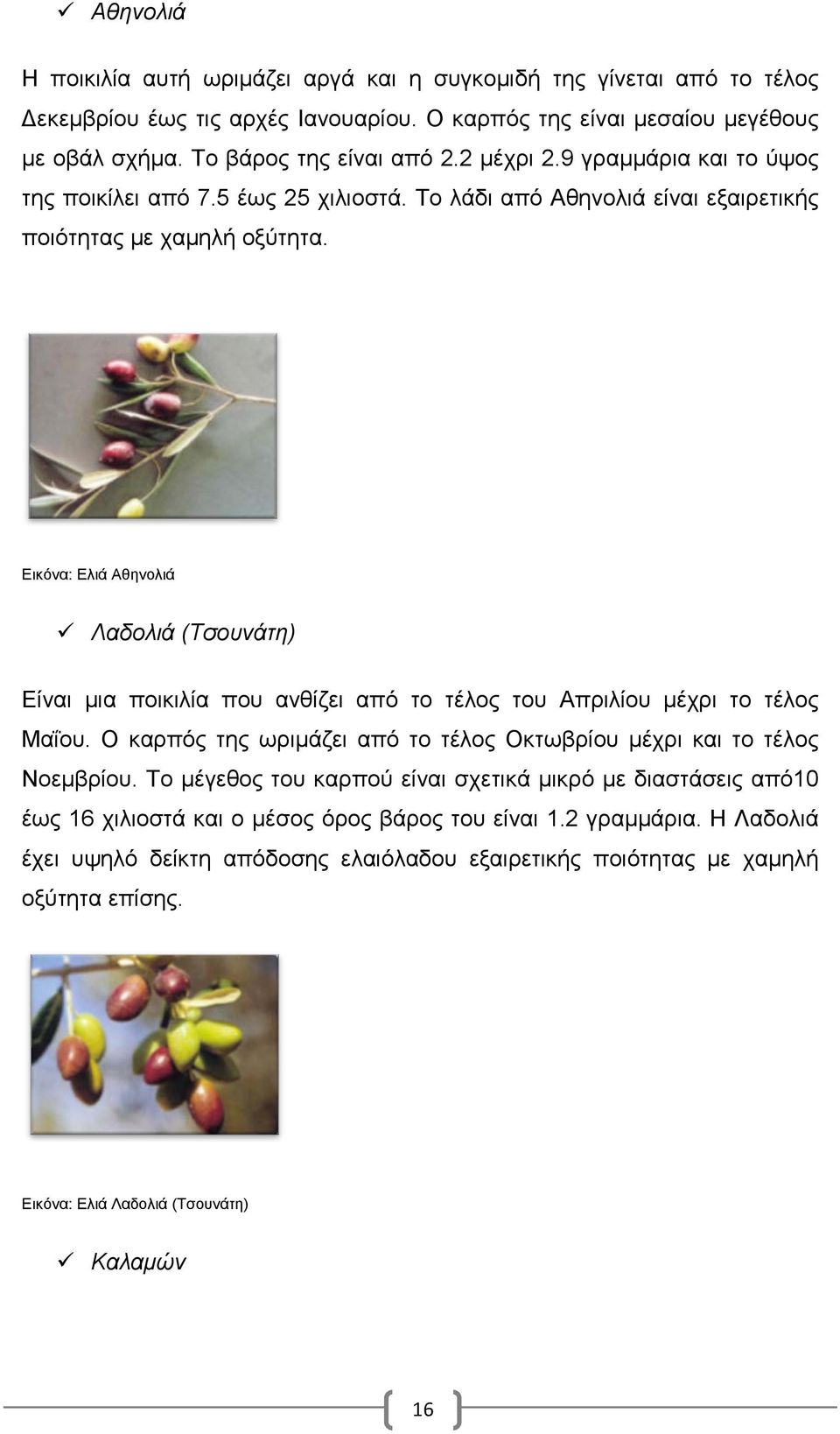 Εικόνα: Ελιά Αθηνολιά Λαδολιά (Τσουνάτη) Είναι μια ποικιλία που ανθίζει από το τέλος του Απριλίου μέχρι το τέλος Μαΐου. Ο καρπός της ωριμάζει από το τέλος Οκτωβρίου μέχρι και το τέλος Νοεμβρίου.