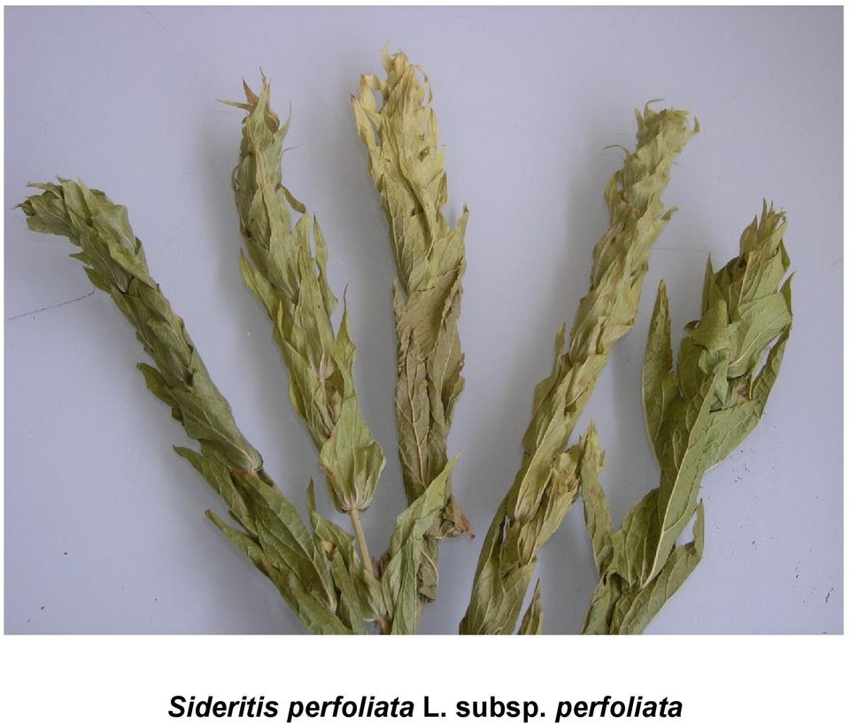 L. subsp.