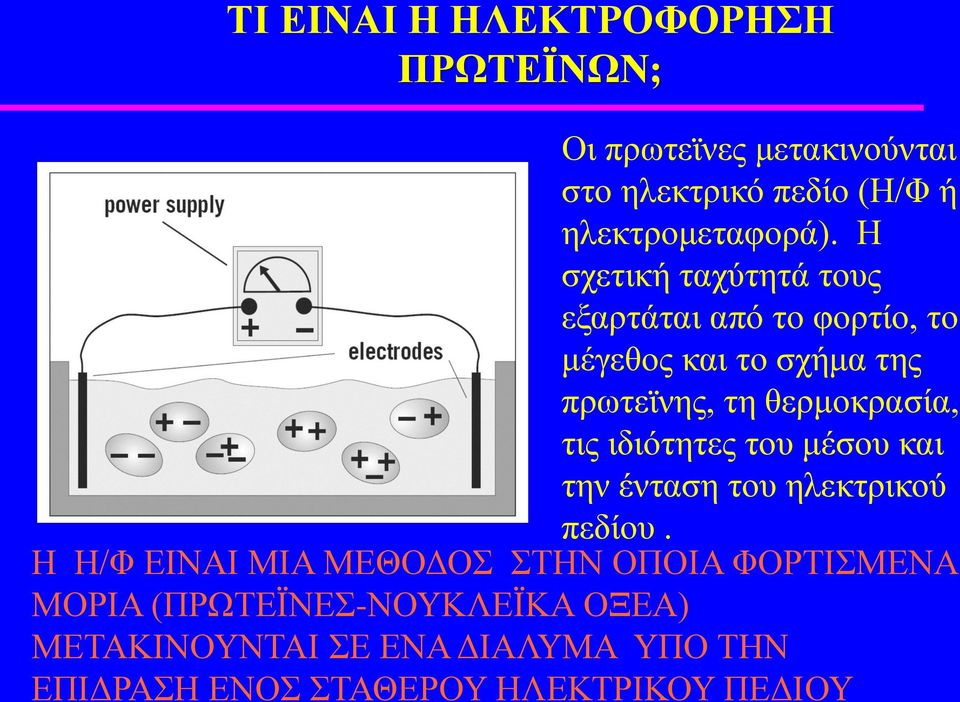 Η σχετική ταχύτητά τους εξαρτάται από το φορτίο, το μέγεθος και το σχήμα της πρωτεϊνης, τη θερμοκρασία, τις