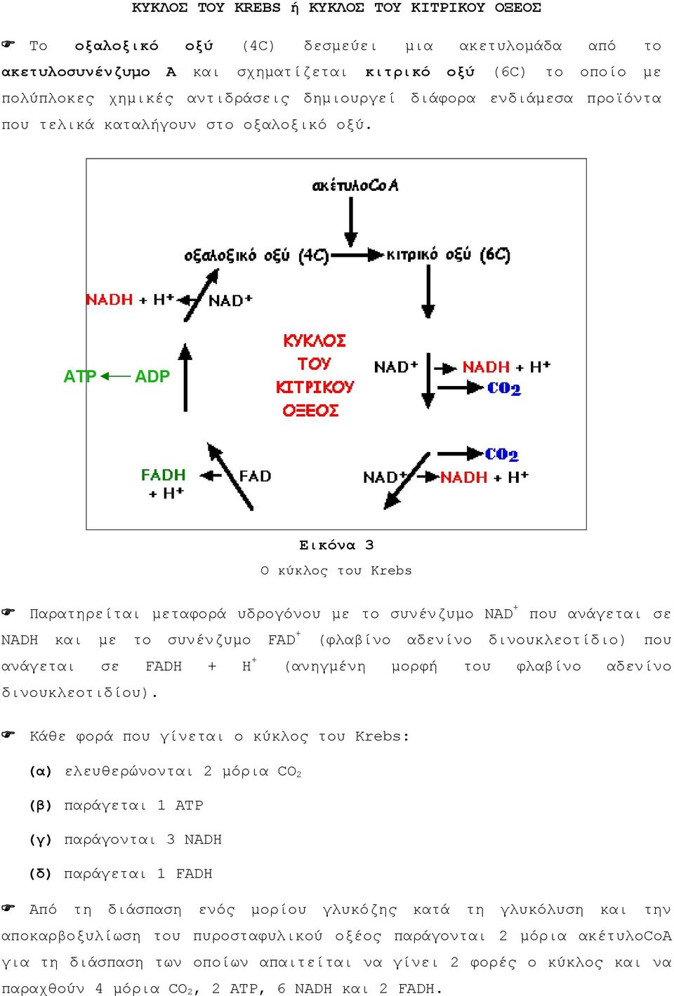 ATP ADP Εικόνα 3 Ο κύκλος του Krebs Παρατηρείται μεταφορά υδρογόνου με το συνένζυμο NAD + που ανάγεται σε NADH και με το συνένζυμο FAD + (φλαβίνο αδενίνο δινουκλεοτίδιο) που ανάγεται σε FADH + Η +