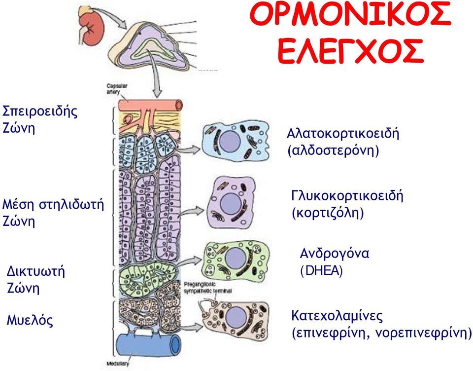 Ζώνη Δικτυωτή Ζώνη Μυελός Γλυκοκορτικοειδή