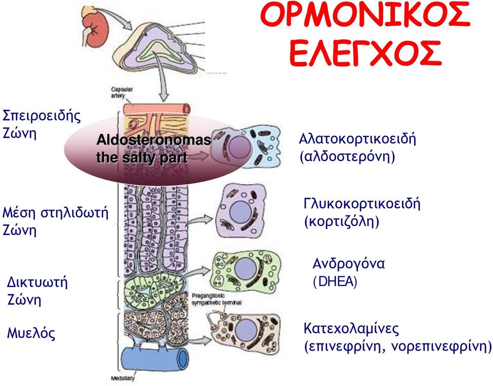 στηλιδωτή Ζώνη Δικτυωτή Ζώνη Μυελός Γλυκοκορτικοειδή