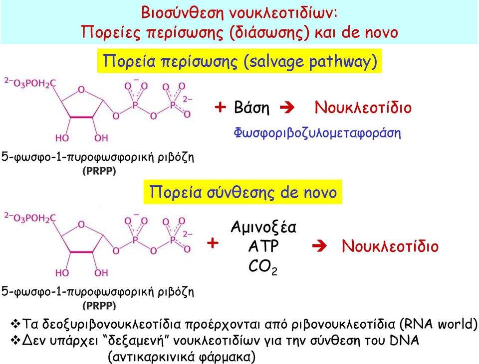 ριβόζη Πορεία σύνθεσης de novo + Αμινοξέα ΑΤΡ Νουκλεοτίδιο CO 2 Τα δεοξυριβονουκλεοτίδια προέρχονται από