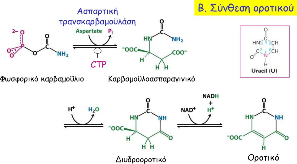 καρβαμοΰλιο CTP