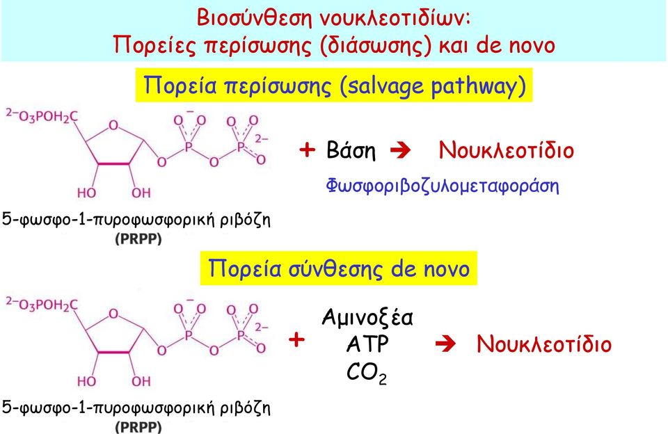 ριβόζη + Βάση Νουκλεοτίδιο Φωσφοριβοζυλομεταφοράση