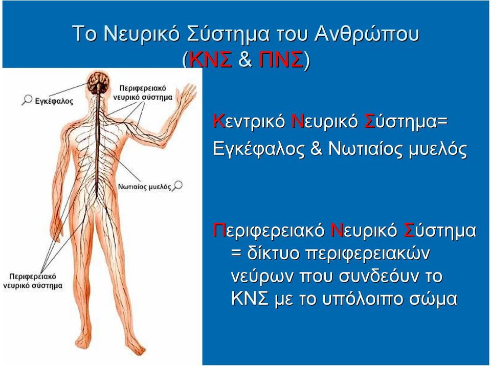 μυελός Περιφερειακό Νευρικό Σύστημα = δίκτυο