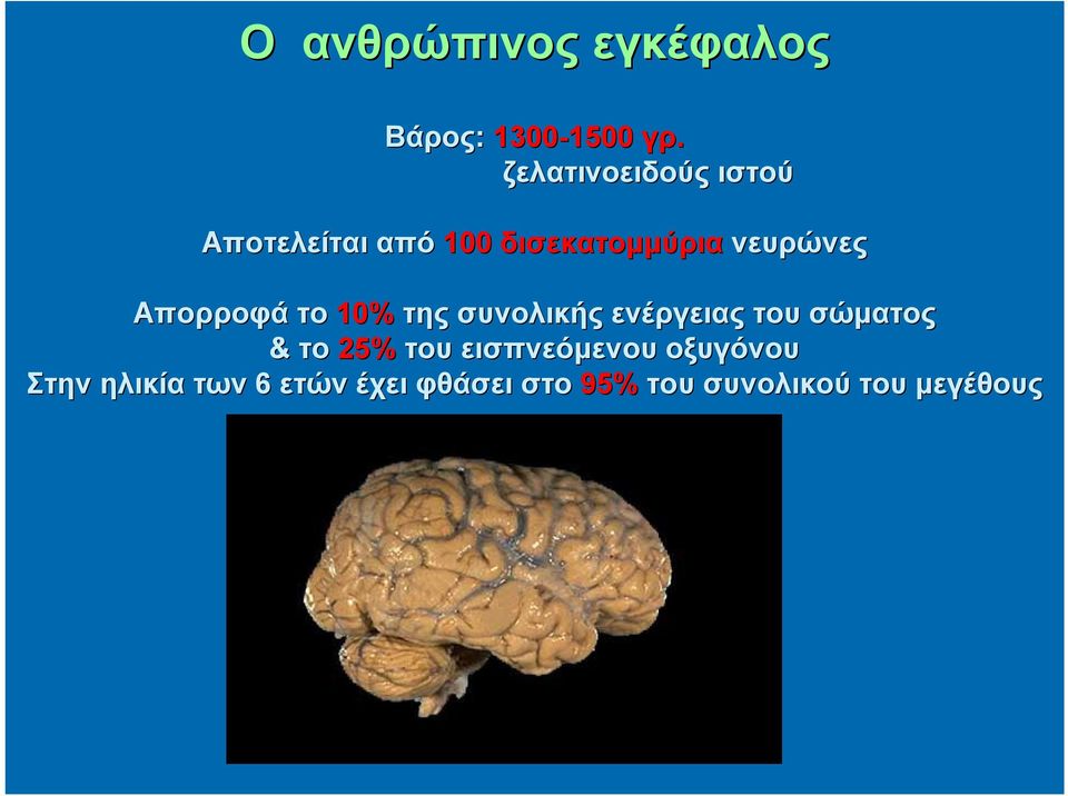 Απορροφά το 10% της συνολικής ενέργειας του σώματος & το 25% του