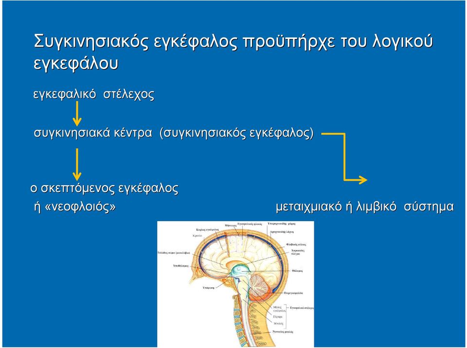 κέντρα (συγκινησιακός εγκέφαλος) ο σκεπτόμενος