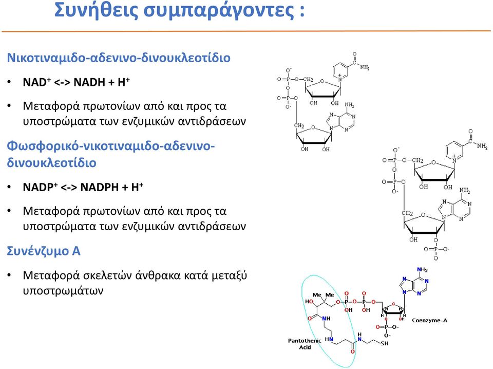 Φωσφορικό-νικοτιναμιδο-αδενινοδινουκλεοτίδιο NADP + <-> NADPH + H +  Συνένζυμο Α Μεταφορά