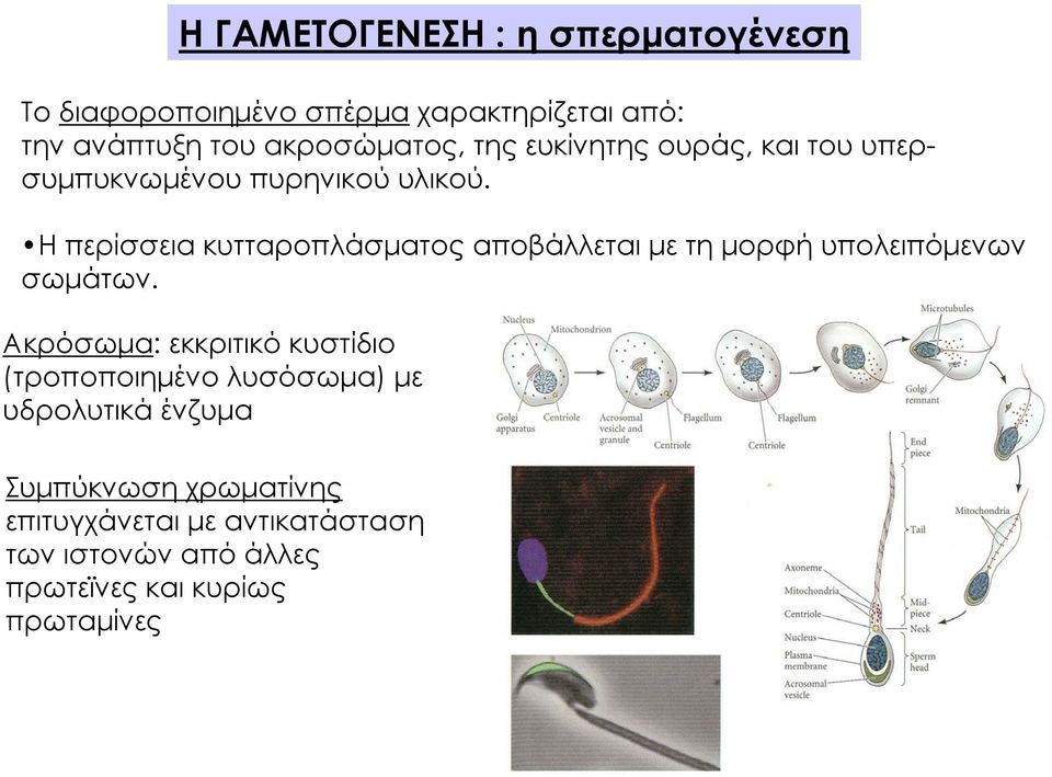 Η περίσσεια κυτταροπλάσματος αποβάλλεται με τη μορφή υπολειπόμενων σωμάτων.