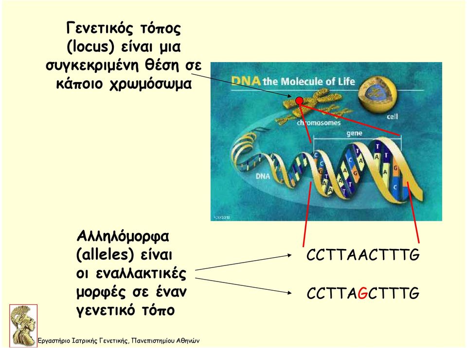 εναλλακτικές μορφές σε έναν γενετικό τόπο CCTTAACTTTG