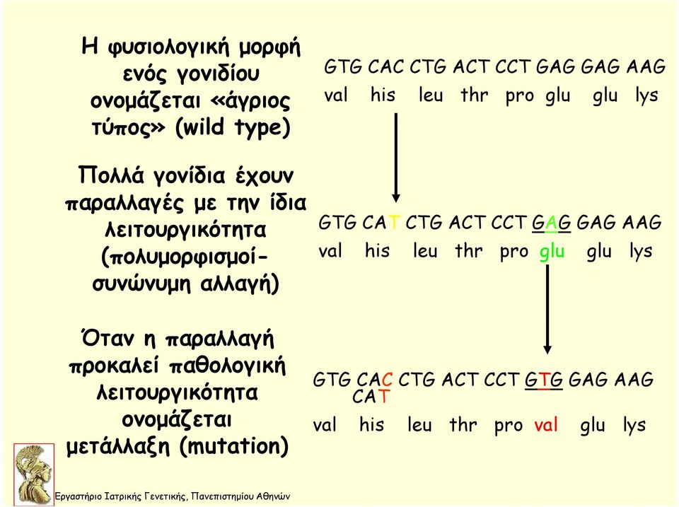 προκαλεί παθολογική λειτουργικότητα ονομάζεται μετάλλαξη (mutation) GΤG CAΤ CΤG ACΤ CCΤ GAG GAG AAG val his leu thr pro glu