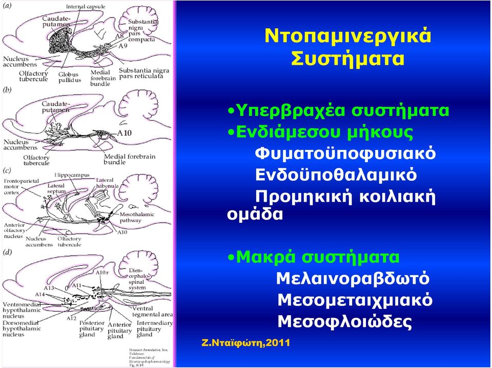 Ενδοϋποθαλαμικό Προμηκική κοιλιακή ομάδα