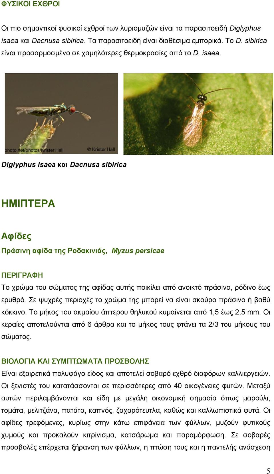 Diglyphus isaea και Dacnusa sibirica ΗΜΙΠΤΕΡΑ Αφίδες Πράσινη αφίδα της Ροδακινιάς, Myzus persicae Το χρώμα του σώματος της αφίδας αυτής ποικίλει από ανοικτό πράσινο, ρόδινο έως ερυθρό.