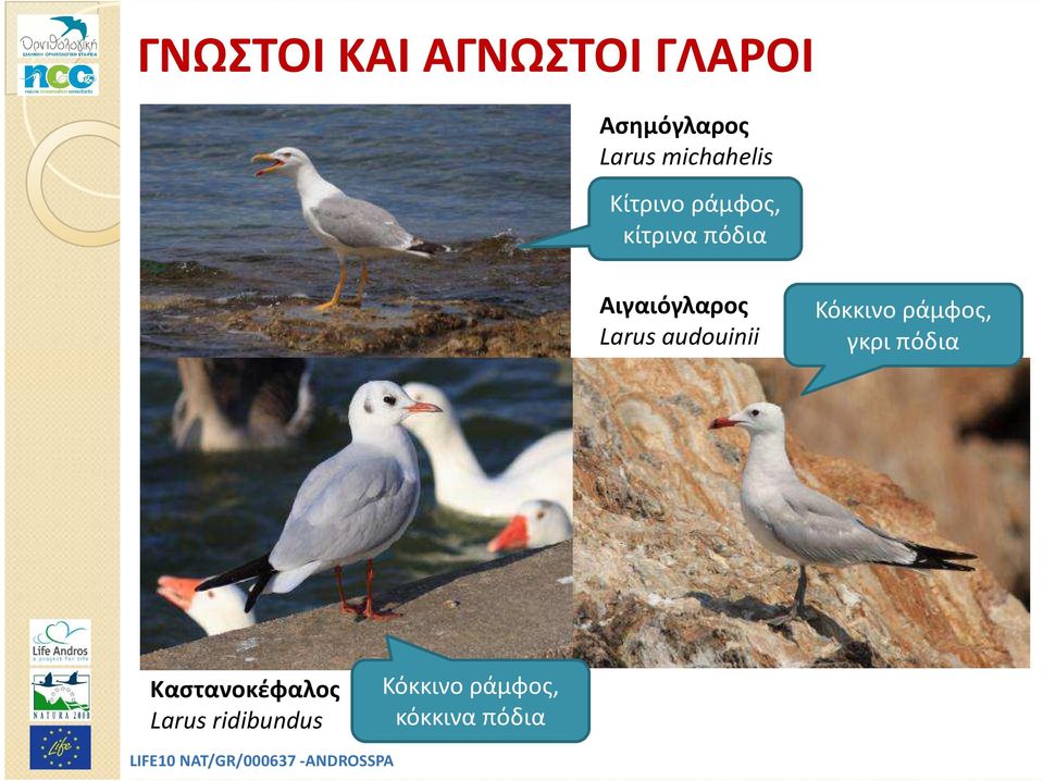 Αιγαιόγλαρος Larus audouinii Κόκκινο ράμφος, γκρι