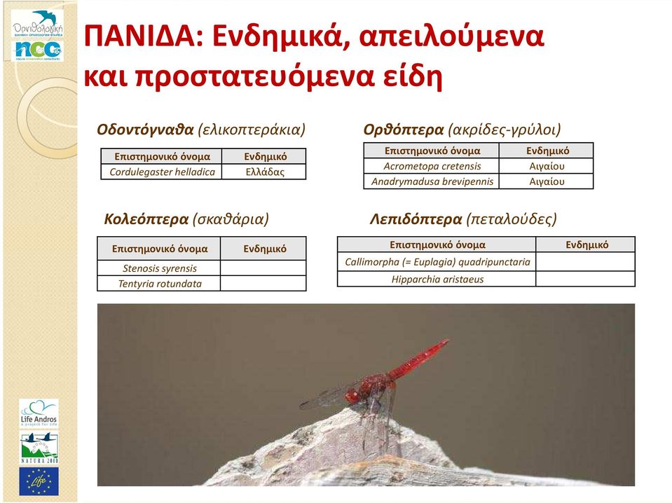 Acrometopa cretensis Αιγαίου Anadrymadusa brevipennis Αιγαίου Λεπιδόπτερα (πεταλούδες) Επιστημονικό όνομα Ενδημικό