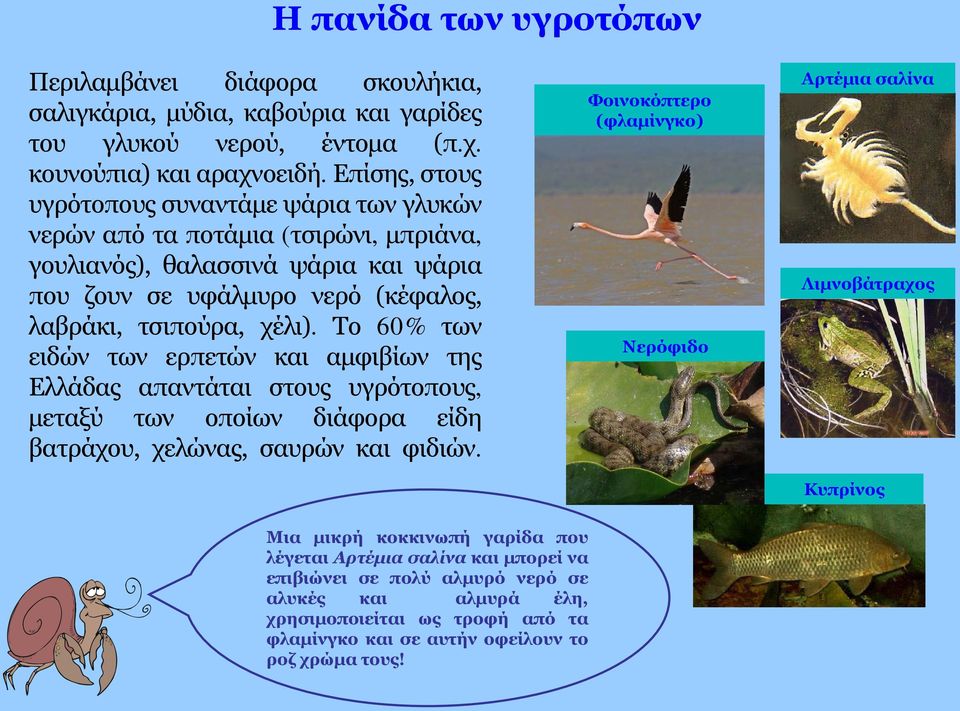 Το 60% των ειδών των ερπετών και αμφιβίων της Ελλάδας απαντάται στους υγρότοπους, μεταξύ των οποίων διάφορα είδη βατράχου, χελώνας, σαυρών και φιδιών.