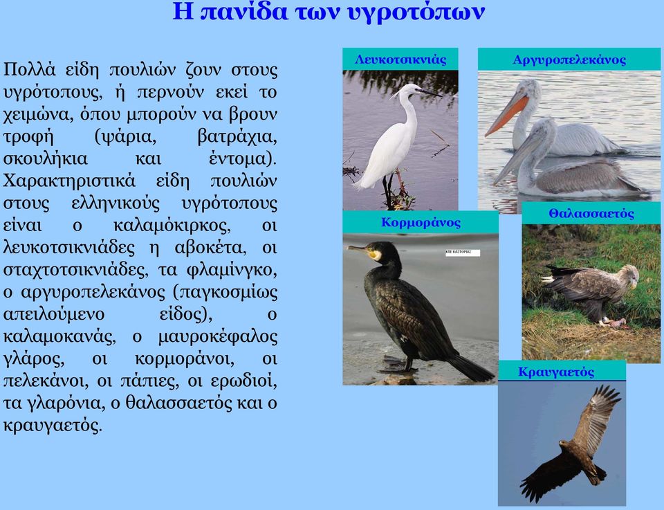 Χαρακτηριστικά είδη πουλιών στους ελληνικούς υγρότοπους είναι ο καλαμόκιρκος, οι λευκοτσικνιάδες η αβοκέτα, οι σταχτοτσικνιάδες, τα