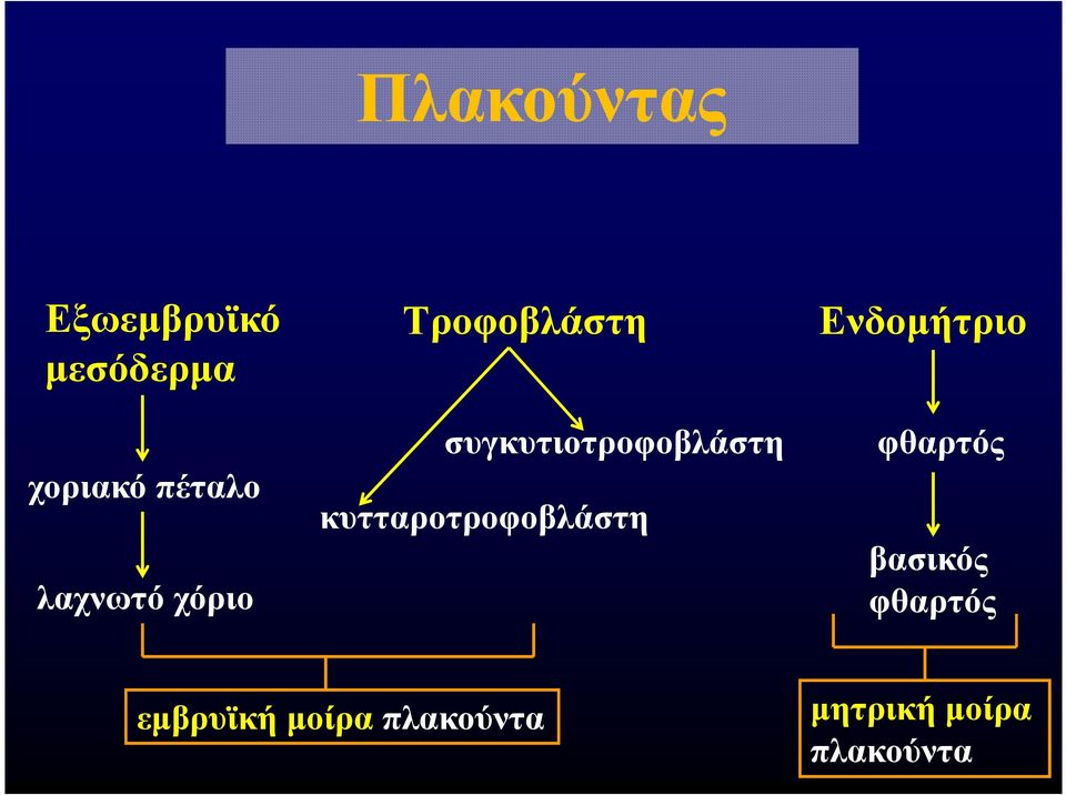 κυτταροτροφοβλάστη Ενδοµήτριο φθαρτός βασικός