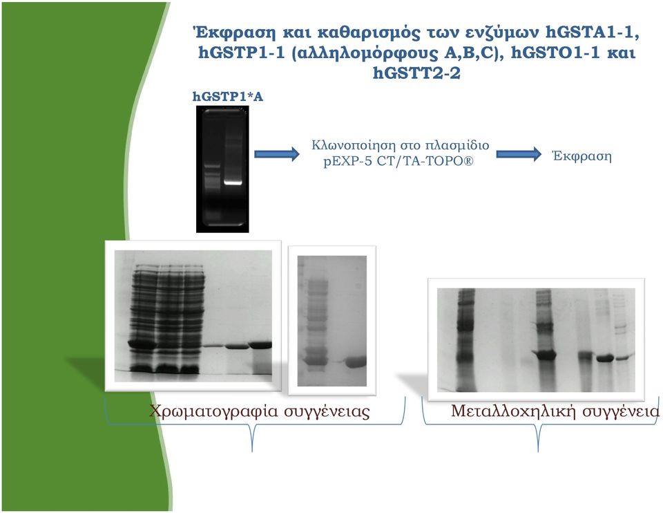 hgstt2-2 hgstp1*α Κλωνοποίηση στο πλασμίδιο pexp-5