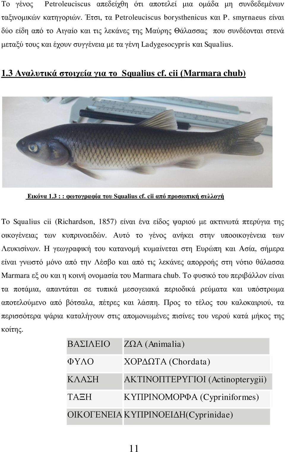 3 Αναλυτικά στοιχεία για το Squalius cf. cii (Μarmara chub) Εικόνα 1.3 : : φωτογραφία του Squalius cf.