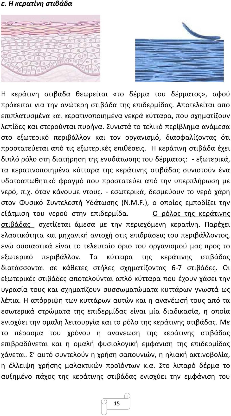 Συνιστά το τελικό περίβλημα ανάμεσα στο εξωτερικό περιβάλλον και τον οργανισμό, διασφαλίζοντας ότι προστατεύεται από τις εξωτερικές επιθέσεις.