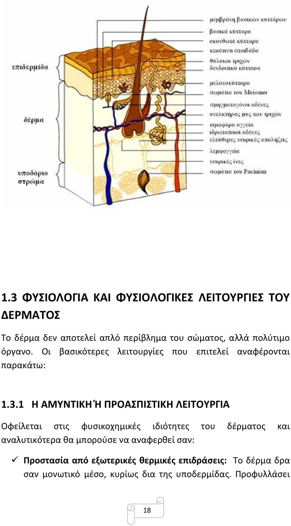 1 Η ΑΜΥΝΤΙΚΗ Ή ΠΡΟΑΣΠΙΣΤΙΚΗ ΛΕΙΤΟΥΡΓΙΑ Οφείλεται στις φυσικοχηµικές ιδιότητες του δέρµατος και αναλυτικότερα θα