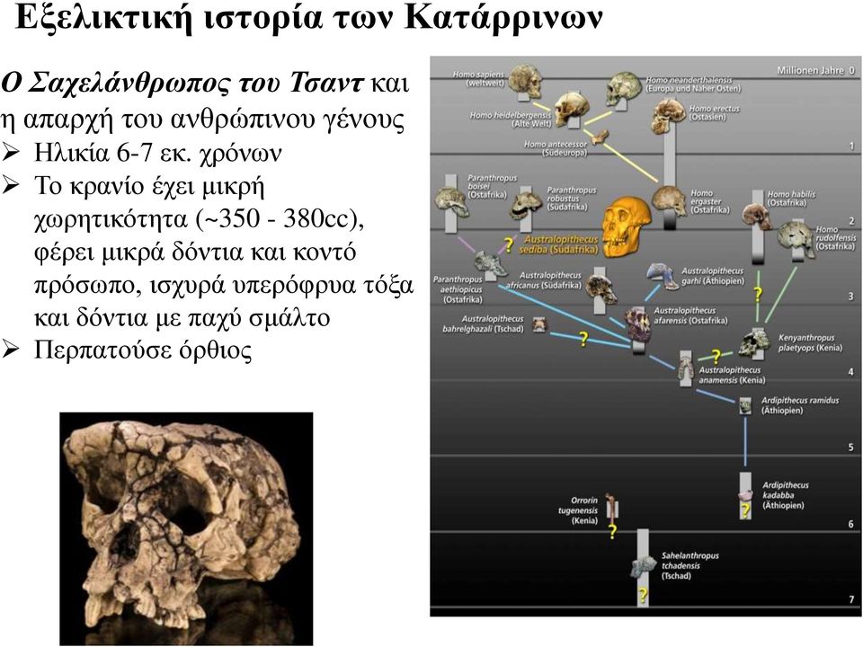 χρόνων Το κρανίο έχει μικρή χωρητικότητα (~350-380cc), φέρει μικρά