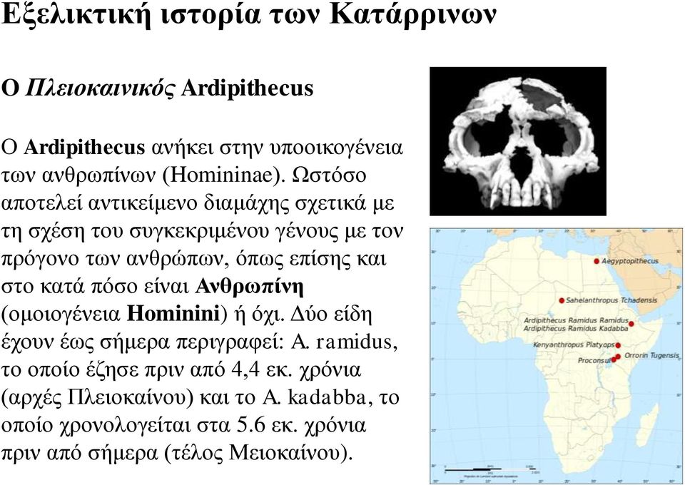 κατά πόσο είναι Ανθρωπίνη (ομοιογένεια Hominini) ή όχι. Δύο είδη έχουν έως σήμερα περιγραφεί: A.