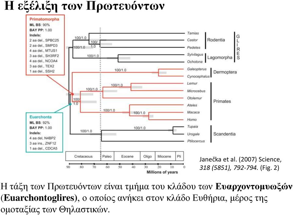 2) Η τάξη των Πρωτευόντων είναι τμήμα του κλάδου των