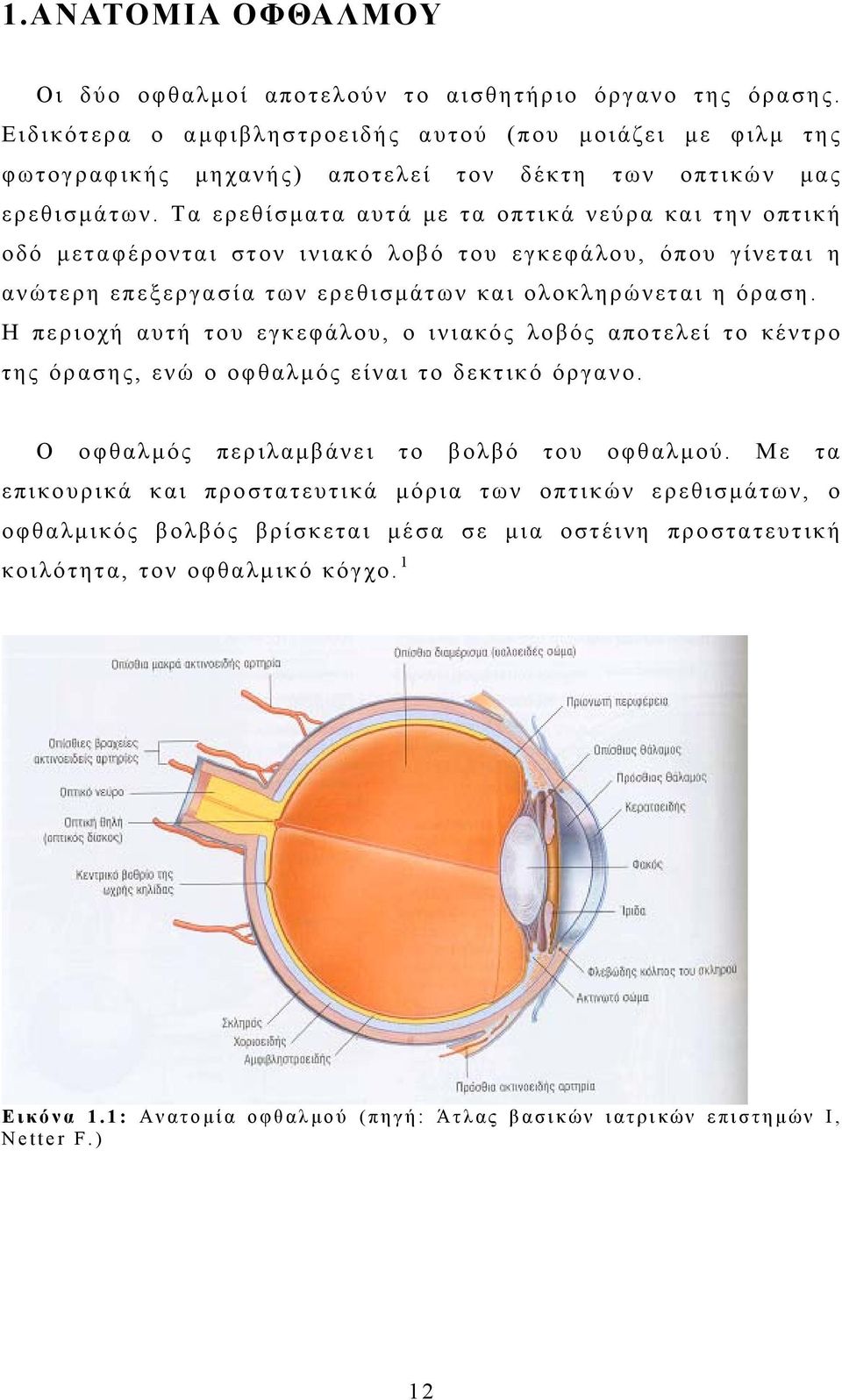 Τα ερεθίσματα αυτά με τα οπτικά νεύρα και την οπτική οδό μεταφέρονται στον ινιακό λοβό του εγκεφάλου, όπου γίνεται η ανώτερη επεξεργασία των ερεθισμάτων και ολοκληρώνεται η όραση.