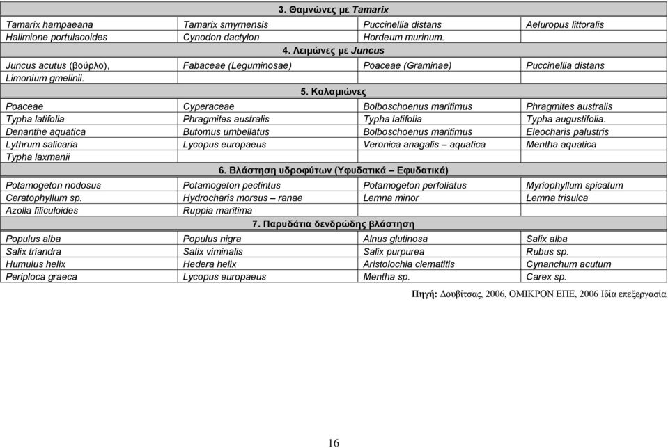 Καλαμιώνες Poaceae Cyperaceae Bolboschoenus maritimus Phragmites australis Typha latifolia Phragmites australis Typha latifolia Typha augustifolia.