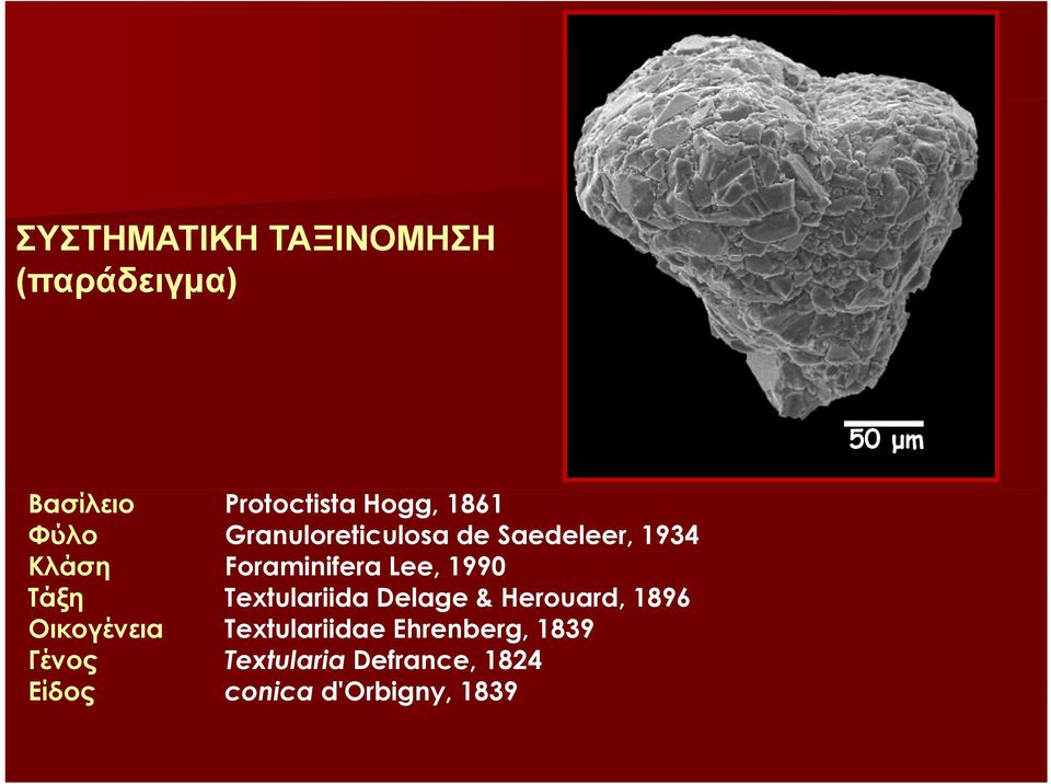 Τάξη Textulariida Delage & Herouard, 1896 Οικογένεια Textulariidae