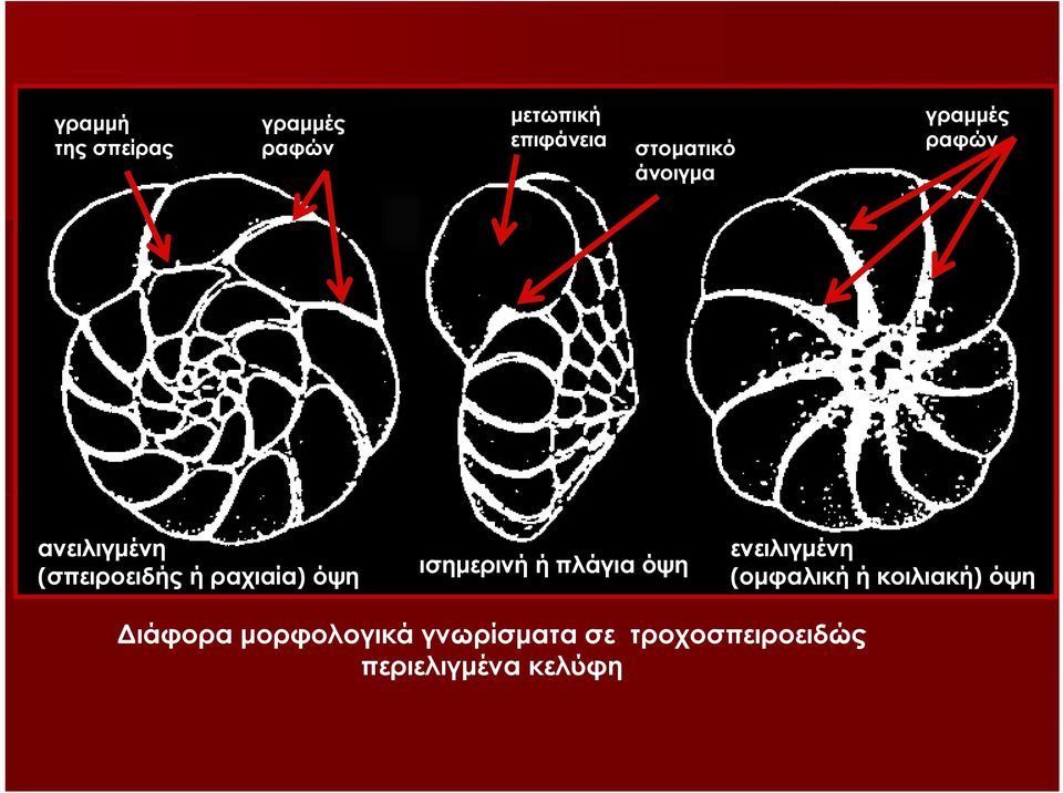 ισημερινή ή πλάγια όψη ενειλιγμένη (ομφαλική ή κοιλιακή) όψη