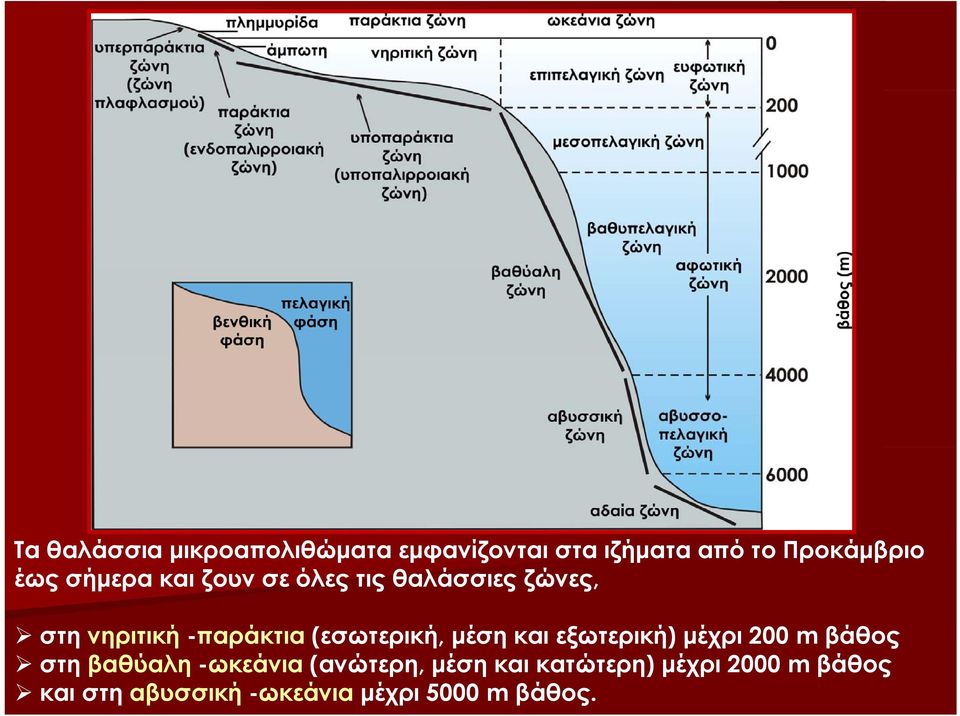 -παράκτια (εσωτερική, μέση και εξωτερική) μέχρι 200 m βάθος στη βαθύαλη -ωκεάνια