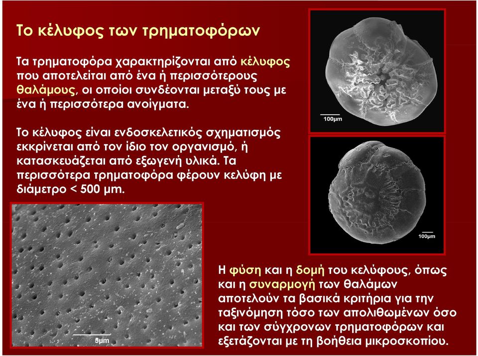 Το κέλυφος είναι ενδοσκελετικός σχηματισμός εκκρίνεται από τον ίδιο τον οργανισμό, ή κατασκευάζεται από εξωγενή υλικά.