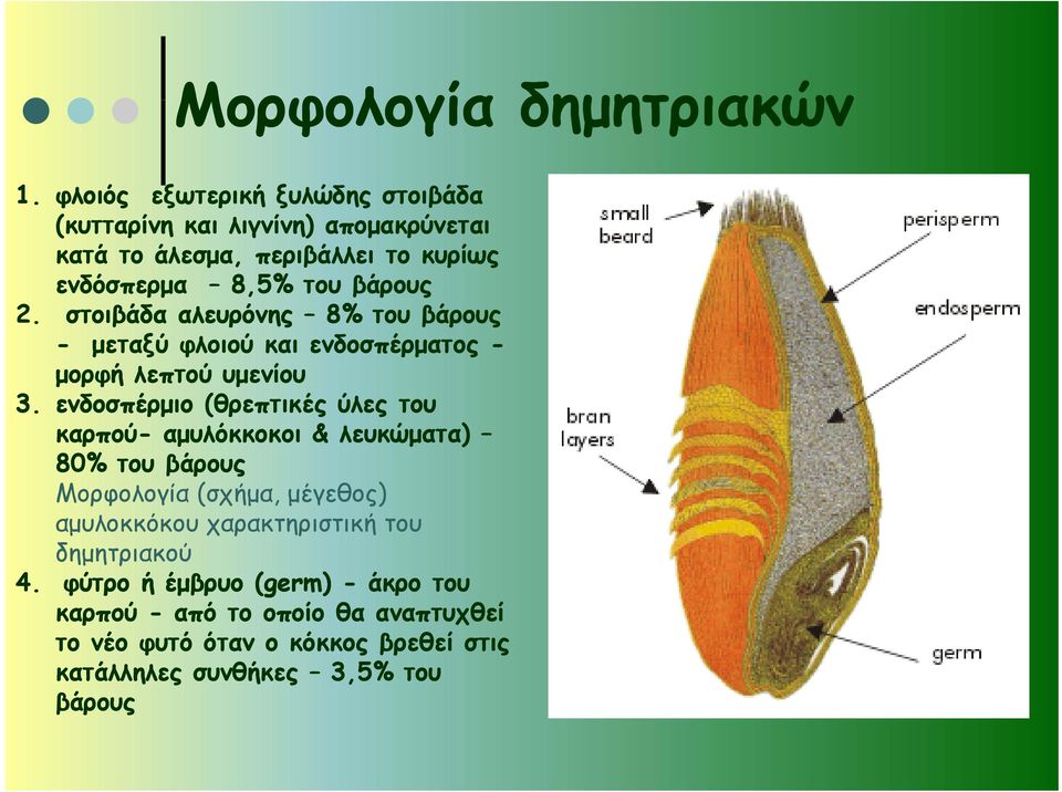 στοιβάδα αλευρόνης 8% του βάρους - μεταξύ φλοιού και ενδοσπέρματος - μορφή λεπτού υμενίου 3.