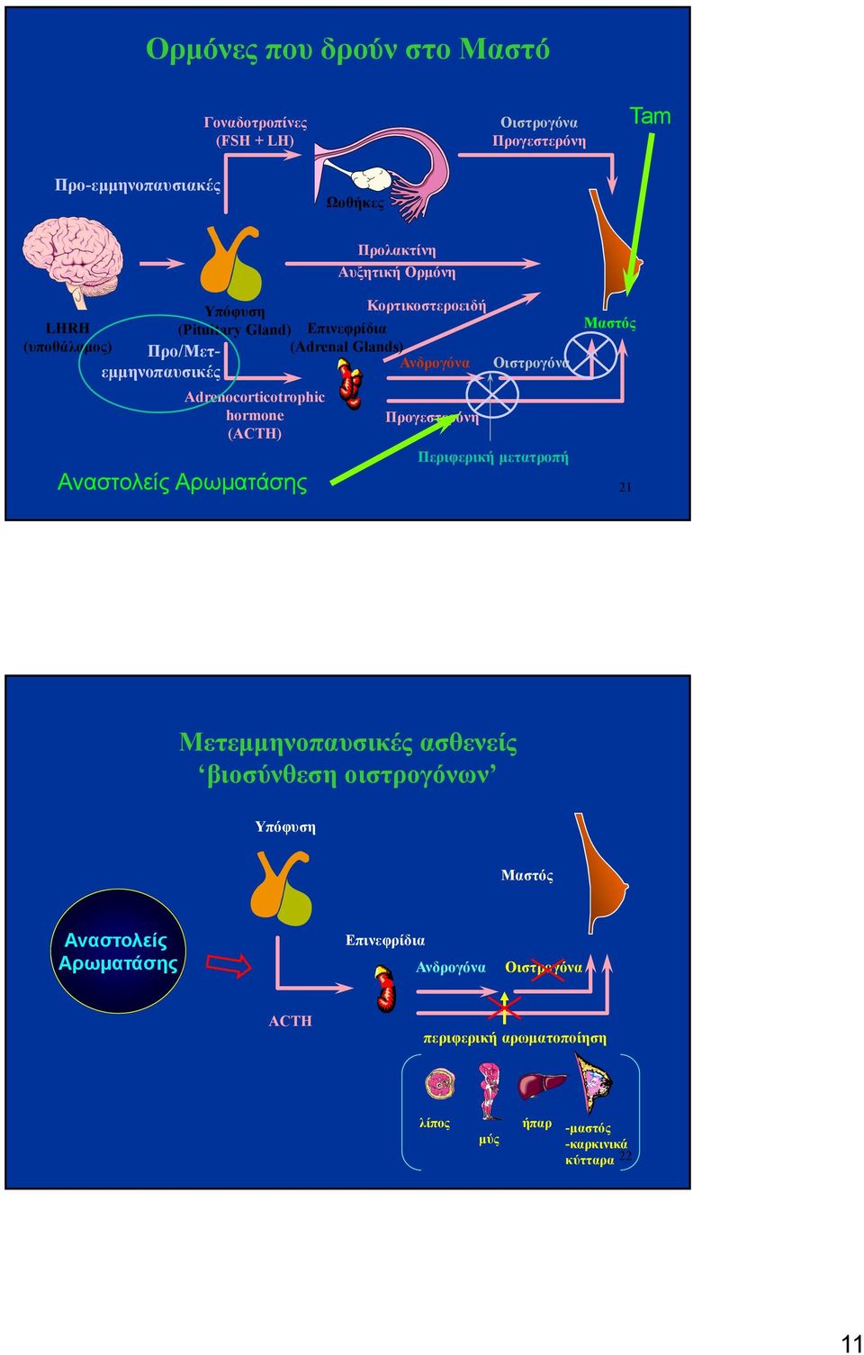 hormone (ACTH) Αναστολείς Αρωματάσης Προγεστερόνη Οιστρογόνα Περιφερική μετατροπή Μαστός 21 Μετεμμηνοπαυσικές ασθενείς βιοσύνθεση οιστρογόνων