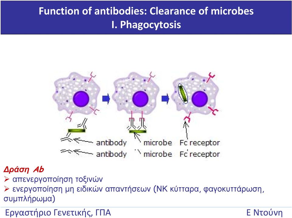 Phagocytosis ράση Ab απενεργοποίηση