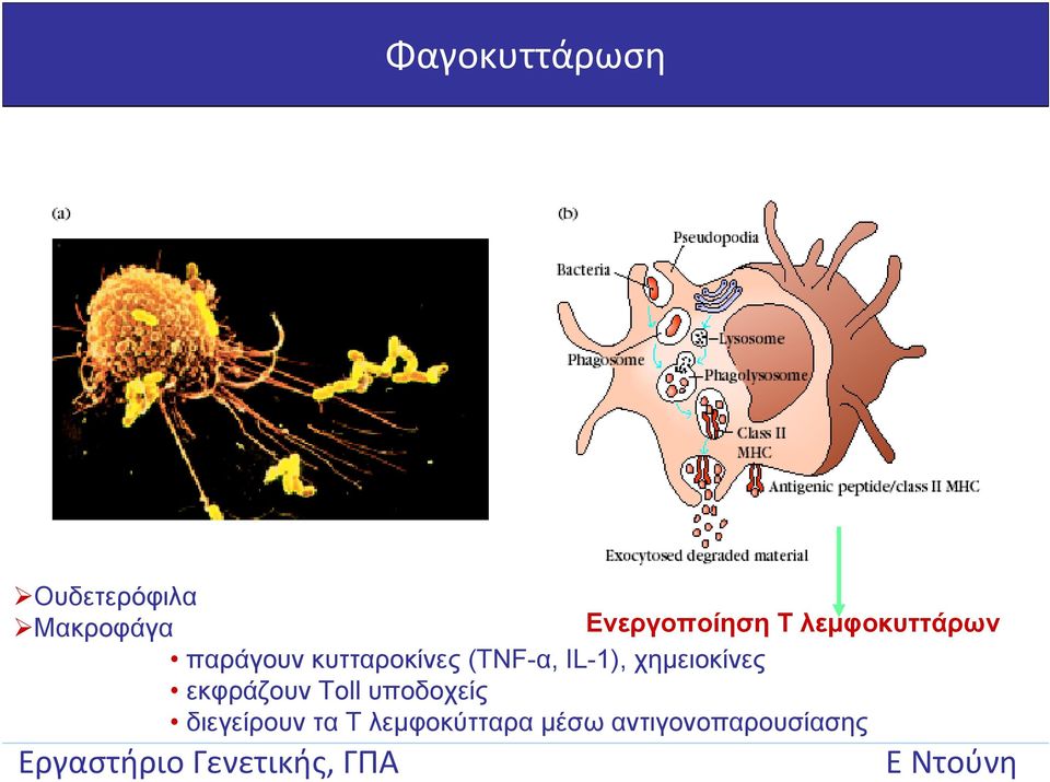 κυτταροκίνες (TNF-α, IL-1), χημειοκίνες