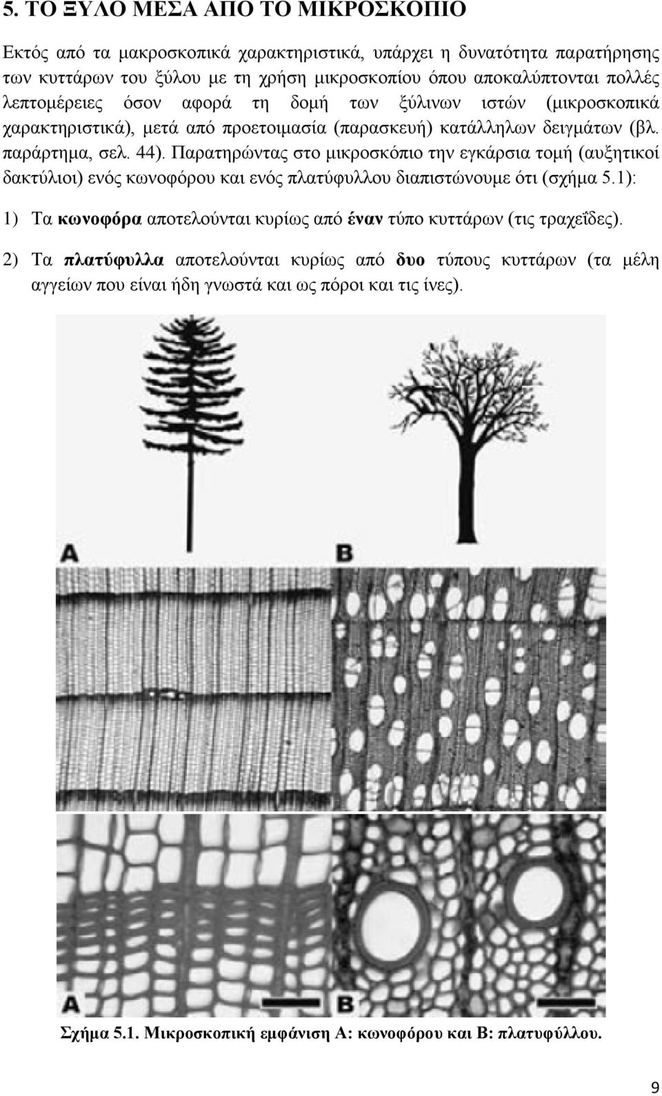 Παρατηρώντας στο μικροσκόπιο την εγκάρσια τομή (αυξητικοί δακτύλιοι) ενός κωνοφόρου και ενός πλατύφυλλου διαπιστώνουμε ότι (σχήμα 5.