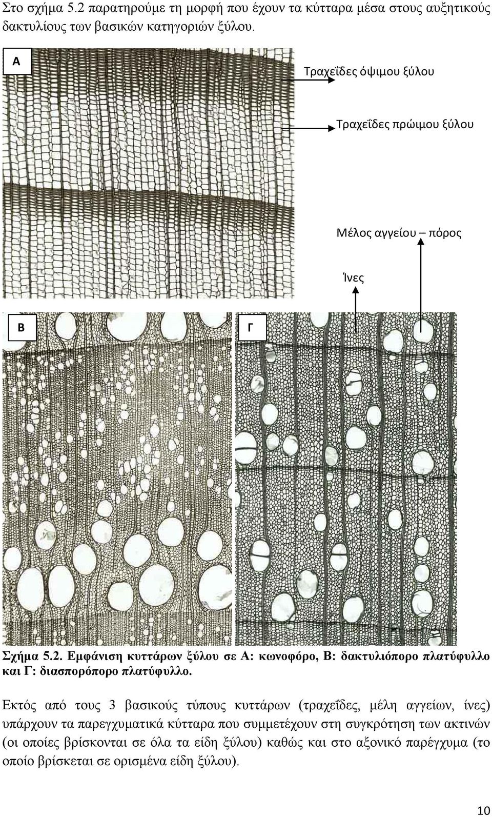 Εμφάνιση κυττάρων ξύλου σε Α: κωνοφόρο, Β: δακτυλιόπορο πλατύφυλλο και Γ: διασπορόπορο πλατύφυλλο.