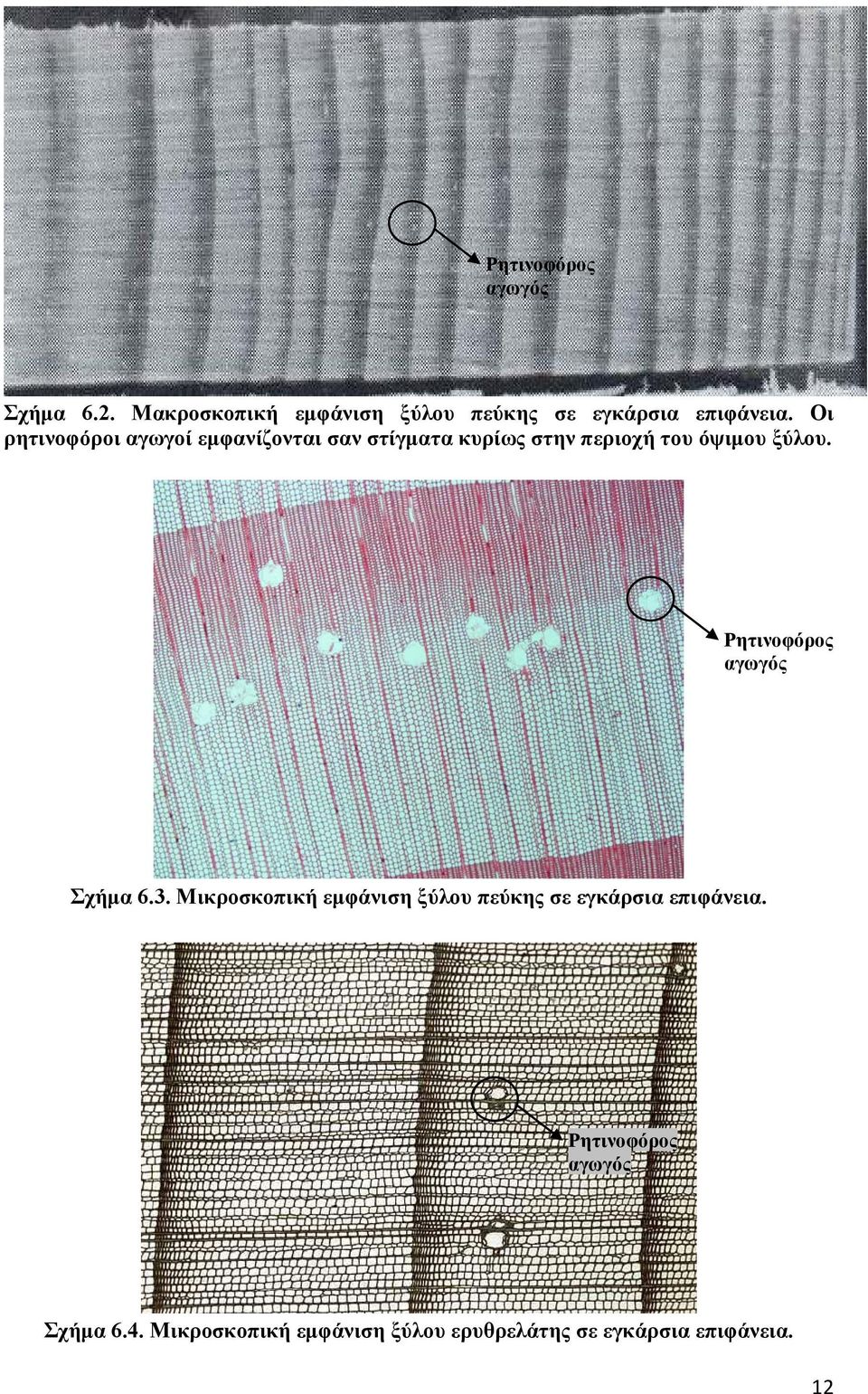 Ρητινοφόρος αγωγός Σχήμα 6.3. Μικροσκοπική εμφάνιση ξύλου πεύκης σε εγκάρσια επιφάνεια.