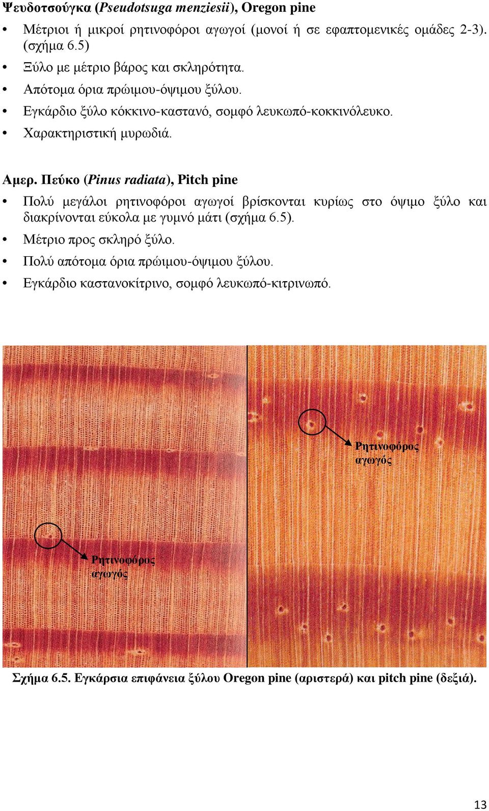 Πεύκο (Pinus radiata), Pitch pine Πολύ μεγάλοι ρητινοφόροι αγωγοί βρίσκονται κυρίως στο όψιμο ξύλο και διακρίνονται εύκολα με γυμνό μάτι (σχήμα 6.5).
