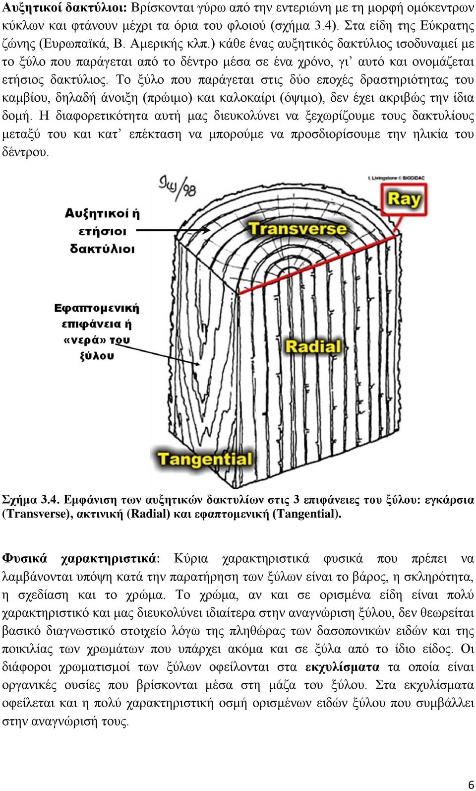 Το ξύλο που παράγεται στις δύο εποχές δραστηριότητας του καμβίου, δηλαδή άνοιξη (πρώιμο) και καλοκαίρι (όψιμο), δεν έχει ακριβώς την ίδια δομή.