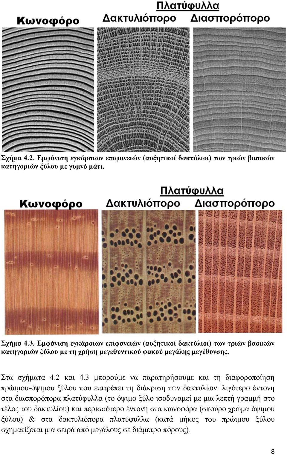 3 μπορούμε να παρατηρήσουμε και τη διαφοροποίηση πρώιμου-όψιμου ξύλου που επιτρέπει τη διάκριση των δακτυλίων: λιγότερο έντονη στα διασπορόπορα πλατύφυλλα (το όψιμο ξύλο