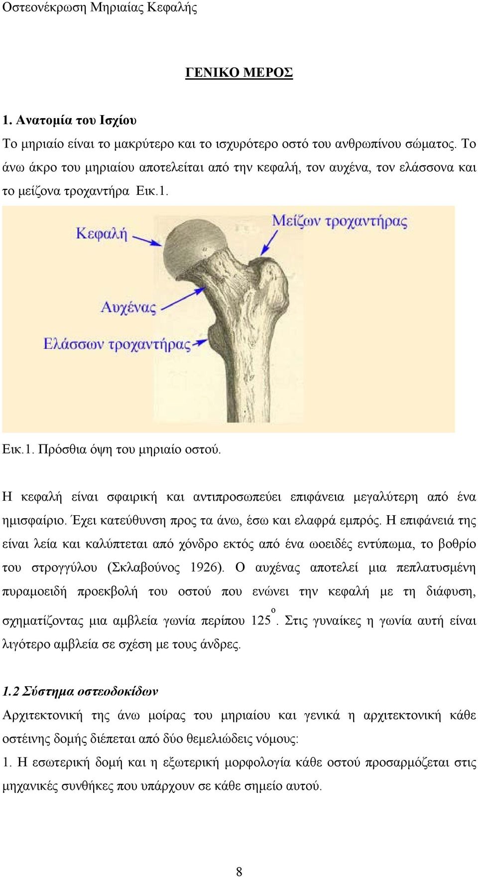 Η κεφαλή είναι σφαιρική και αντιπροσωπεύει επιφάνεια μεγαλύτερη από ένα ημισφαίριο. Έχει κατεύθυνση προς τα άνω, έσω και ελαφρά εμπρός.