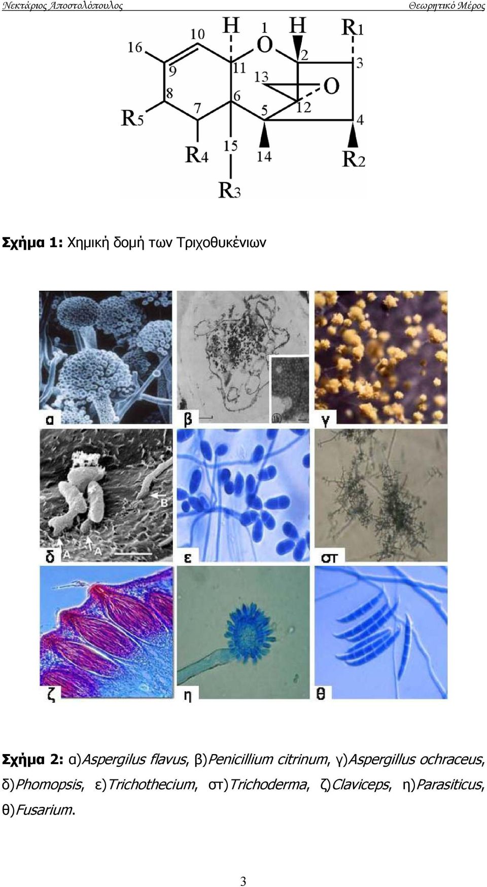 γ)aspergillus ochraceus, δ)phomopsis, ε)trichothecium,